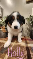 Holly, a female Australian Shepherd for sale in Melvin, IL – Photo 1 of 5