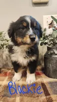 Blackie, a male Australian Shepherd for sale in Melvin, IL – Photo 1 of 4