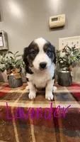 Lavender, a female Australian Shepherd for sale in Melvin, IL – Photo 1 of 4