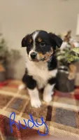 Rudy, a male Australian Shepherd for sale in Melvin, IL – Photo 1 of 5