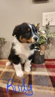 Rudy, a male Australian Shepherd for sale in Melvin, IL – Photo 2 of 5