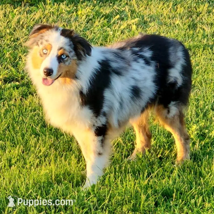 Rudy, a male Australian Shepherd for sale in Melvin, IL – Photo 5 of 5