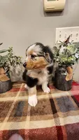 Prince, a male Australian Shepherd for sale in Melvin, IL – Photo 2 of 6