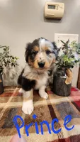 Prince, a male Australian Shepherd for sale in Melvin, IL – Photo 1 of 6