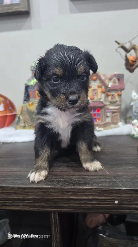 Lavender – Australian Shepherd puppy for sale in Melvin, IL