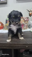 Lavender, a female Australian Shepherd for sale in Melvin, IL – 3 of 6