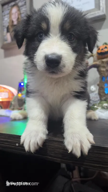 Duke – Australian Shepherd puppy for sale in Melvin, IL