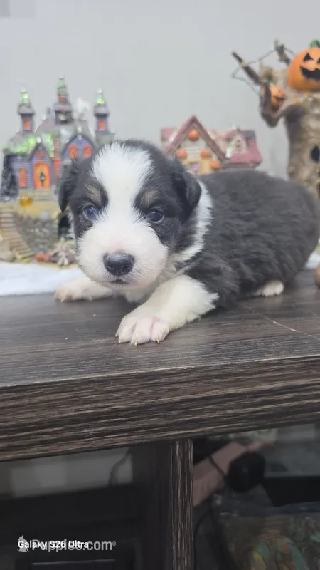 Duke – Australian Shepherd puppy for sale in Melvin, IL