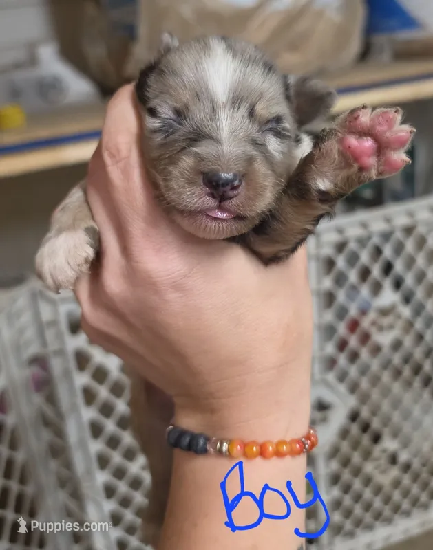 Prince – Australian Shepherd puppy for sale in Melvin, IL