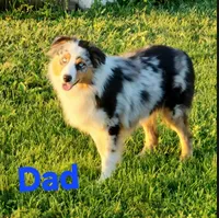 Lavender, a female Australian Shepherd for sale in Melvin, IL – 6 of 6