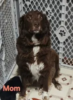 Lavender, a female Australian Shepherd for sale in Melvin, IL – 5 of 6