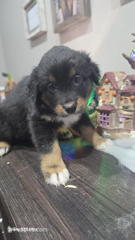 Lavender – Australian Shepherd puppy for sale in Melvin, IL
