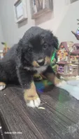 Lavender, a female Australian Shepherd for sale in Melvin, IL – 2 of 6