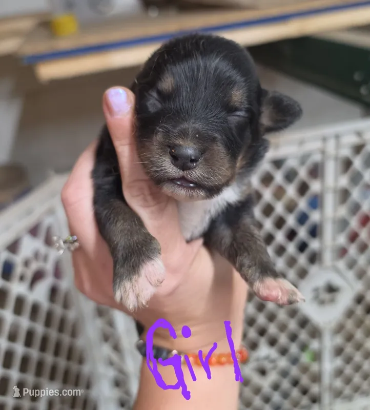 Lavender – Australian Shepherd puppy for sale in Melvin, IL