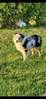 Max, a male Australian Shepherd for sale in Melvin, IL – Photo 4 of 4