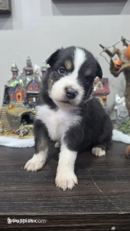 Hank – Australian Shepherd puppy for sale in Melvin, IL