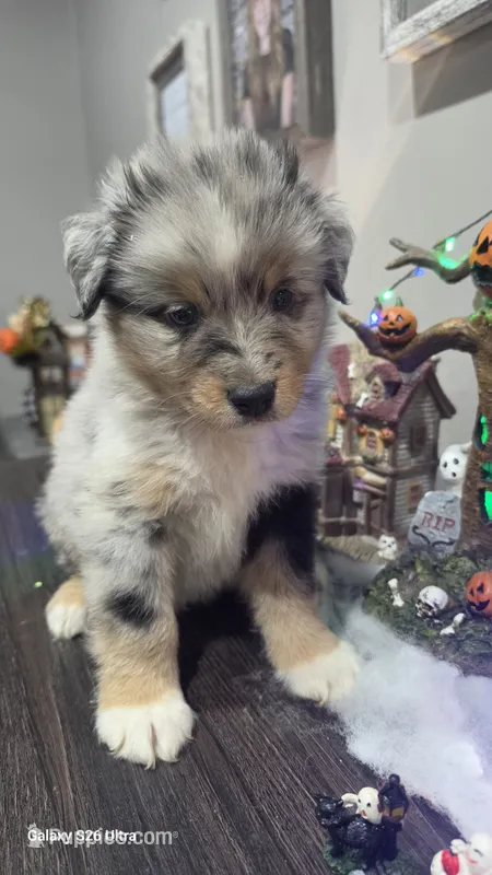 Prince – Australian Shepherd puppy for sale in Melvin, IL