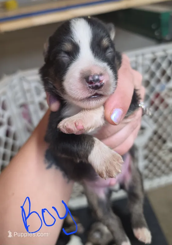 Hank – Australian Shepherd puppy for sale in Melvin, IL