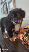 Lavender, a female Australian Shepherd for sale in Melvin, IL – 1 of 6