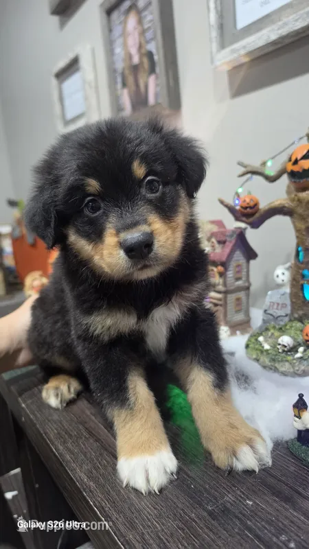Rocky – Australian Shepherd puppy for sale in Melvin, IL