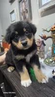 Rocky, a male Australian Shepherd for sale in Melvin, IL – 1 of 1