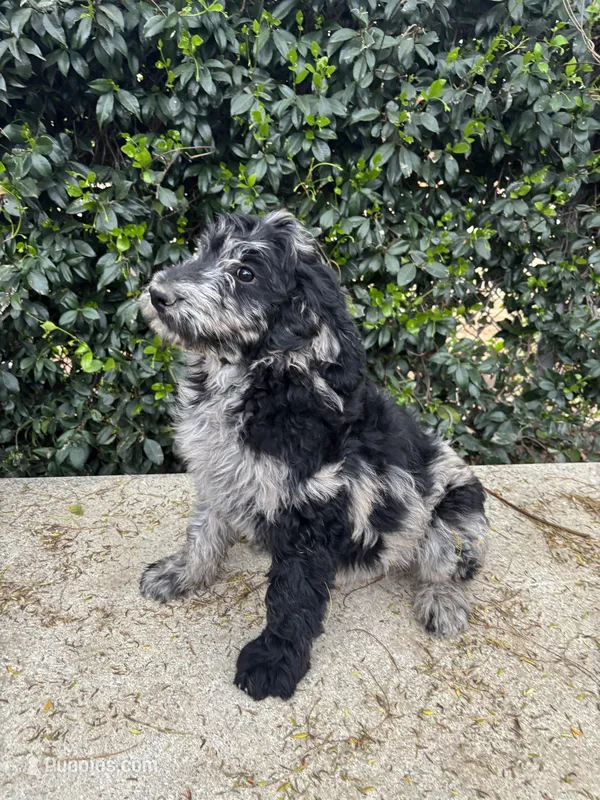 Black Paw – Goldendoodle puppy for sale in Jurupa Valley, CA