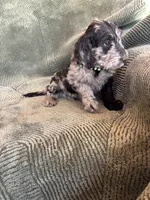 Black Paw, a male Goldendoodle for sale in Jurupa Valley, CA – Photo 1 of 5