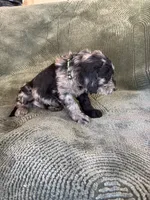 Black Paw, a male Goldendoodle for sale in Jurupa Valley, CA – Photo 3 of 5