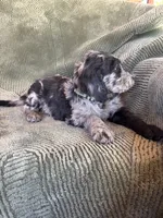 Black Paw, a male Goldendoodle for sale in Jurupa Valley, CA – Photo 4 of 5