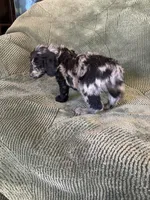 Black Paw, a male Goldendoodle for sale in Jurupa Valley, CA – Photo 5 of 5