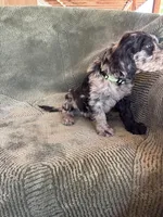 Black Paw, a male Goldendoodle for sale in Jurupa Valley, CA – Photo 2 of 5