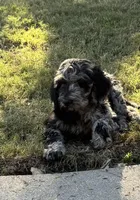 Sammy, a male Goldendoodle for sale in Jurupa Valley, CA – Photo 1 of 6