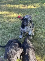 Sammy, a male Goldendoodle for sale in Jurupa Valley, CA – Photo 6 of 6