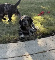 Sammy, a male Goldendoodle for sale in Jurupa Valley, CA – Photo 3 of 6