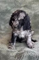 Rusty , a male Goldendoodle for sale in Jurupa Valley, CA – Photo 1 of 2