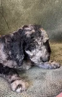 Rusty , a male Goldendoodle for sale in Jurupa Valley, CA – Photo 2 of 2