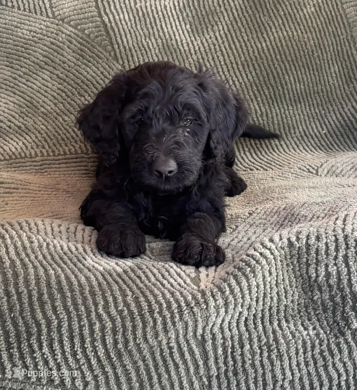 Blacky – Goldendoodle puppy for sale in Jurupa Valley, CA