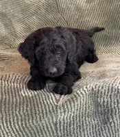 Shadow, a female Goldendoodle for sale in Jurupa Valley, CA – Photo 4 of 4