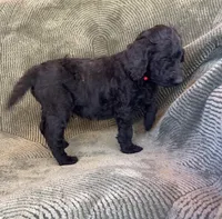 Shadow, a female Goldendoodle for sale in Jurupa Valley, CA – Photo 3 of 4