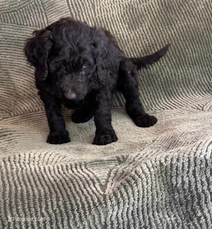 Shadow – Goldendoodle puppy for sale in Jurupa Valley, CA