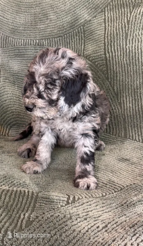 Blue – Goldendoodle puppy for sale in Jurupa Valley, CA