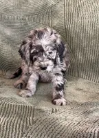 Blue, a male Goldendoodle for sale in Jurupa Valley, CA – Photo 2 of 2