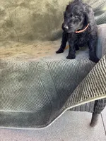 Lady, a female Goldendoodle for sale in Jurupa Valley, CA – Photo 2 of 2