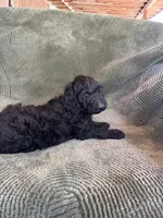 Lady, a female Goldendoodle for sale in Jurupa Valley, CA – Photo 1 of 2