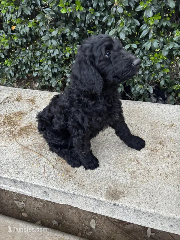 Lily – Goldendoodle puppy for sale in Jurupa Valley, CA