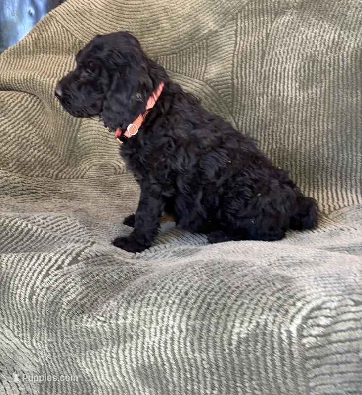 Lily – Goldendoodle puppy for sale in Jurupa Valley, CA