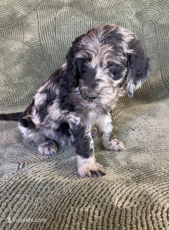 Sammy – Goldendoodle puppy for sale in Jurupa Valley, CA