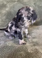 Sammy, a male Goldendoodle for sale in Jurupa Valley, CA – Photo 4 of 6