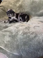 Tarzan, a male Goldendoodle for sale in Jurupa Valley, CA – Photo 2 of 2