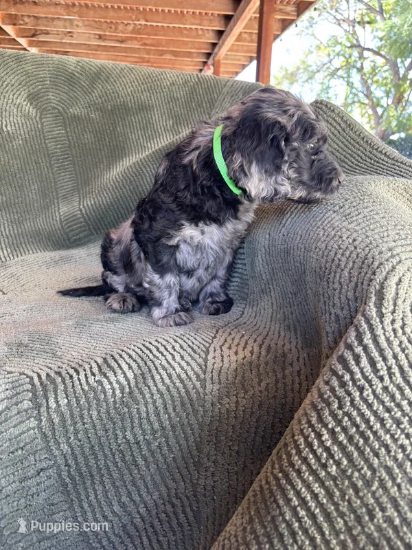 Tarzan – Goldendoodle puppy for sale in Jurupa Valley, CA